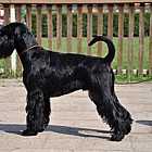 Black Standard Schnauzer