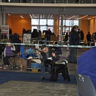 Black Standard Schnauzer