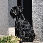 Black Standard Schnauzer