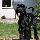 Black Standard Schnauzer