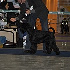 Black Standard Schnauzer