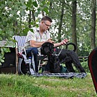 Black Standard Schnauzer