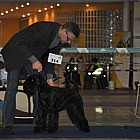 Black Standard Schnauzer