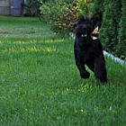 Black Standard Schnauzer