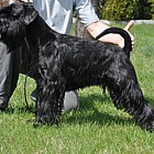 Black Standard Schnauzer