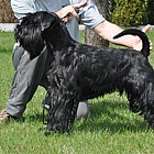 Black Standard Schnauzer