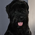 Black Standard Schnauzer