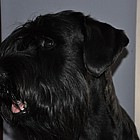 Black Standard Schnauzer