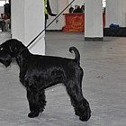 Black Standard Schnauzer