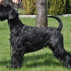 Black Standard Schnauzer