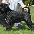 Black Standard Schnauzer
