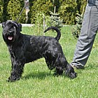 Black Standard Schnauzer