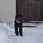 Black Standard Schnauzer