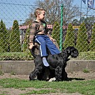 Black Standard Schnauzer