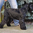 Black Standard Schnauzer