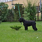 Black Standard Schnauzer