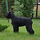Black Standard Schnauzer