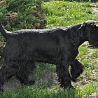 Black Standard Schnauzer