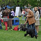 Black Standard Schnauzer