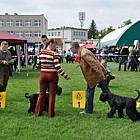 Black Standard Schnauzer