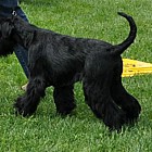 Black Standard Schnauzer