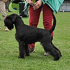Black Standard Schnauzer