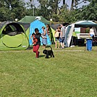 Black Standard Schnauzer