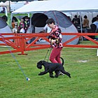 Black Standard Schnauzer