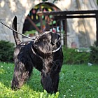 Black Standard Schnauzer