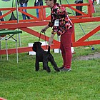 Black Standard Schnauzer