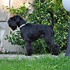 Black Standard Schnauzer
