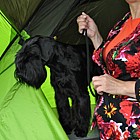 Black Standard Schnauzer