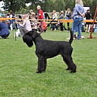 Black Standard Schnauzer