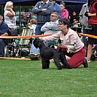 Black Standard Schnauzer
