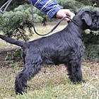 Black Standard Schnauzer