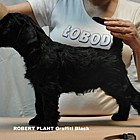 Black Schnauzer puppies