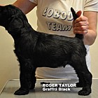 Black Schnauzer puppies