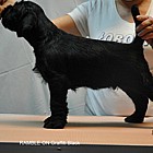 Black Schnauzer puppies
