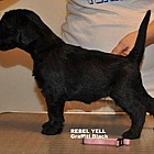 Black Schnauzer puppies