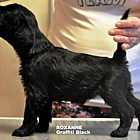 Black Schnauzer puppies