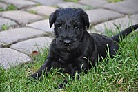Black Schnauzer puppies