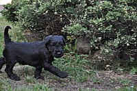 Black Schnauzer puppies