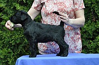 Black Schnauzer puppies