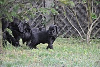 Black Schnauzer puppies