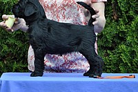 Black Schnauzer puppies