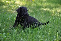 Black Schnauzer puppies