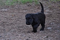 Black Schnauzer puppies