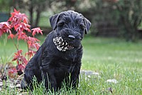 Black Schnauzer puppies
