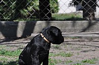 Black Schnauzer puppies