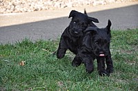 Black Schnauzer puppies